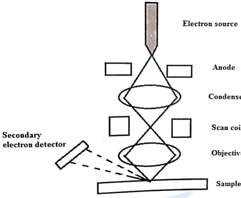 Diagram of a Scanning Electron Microscope (SEM)