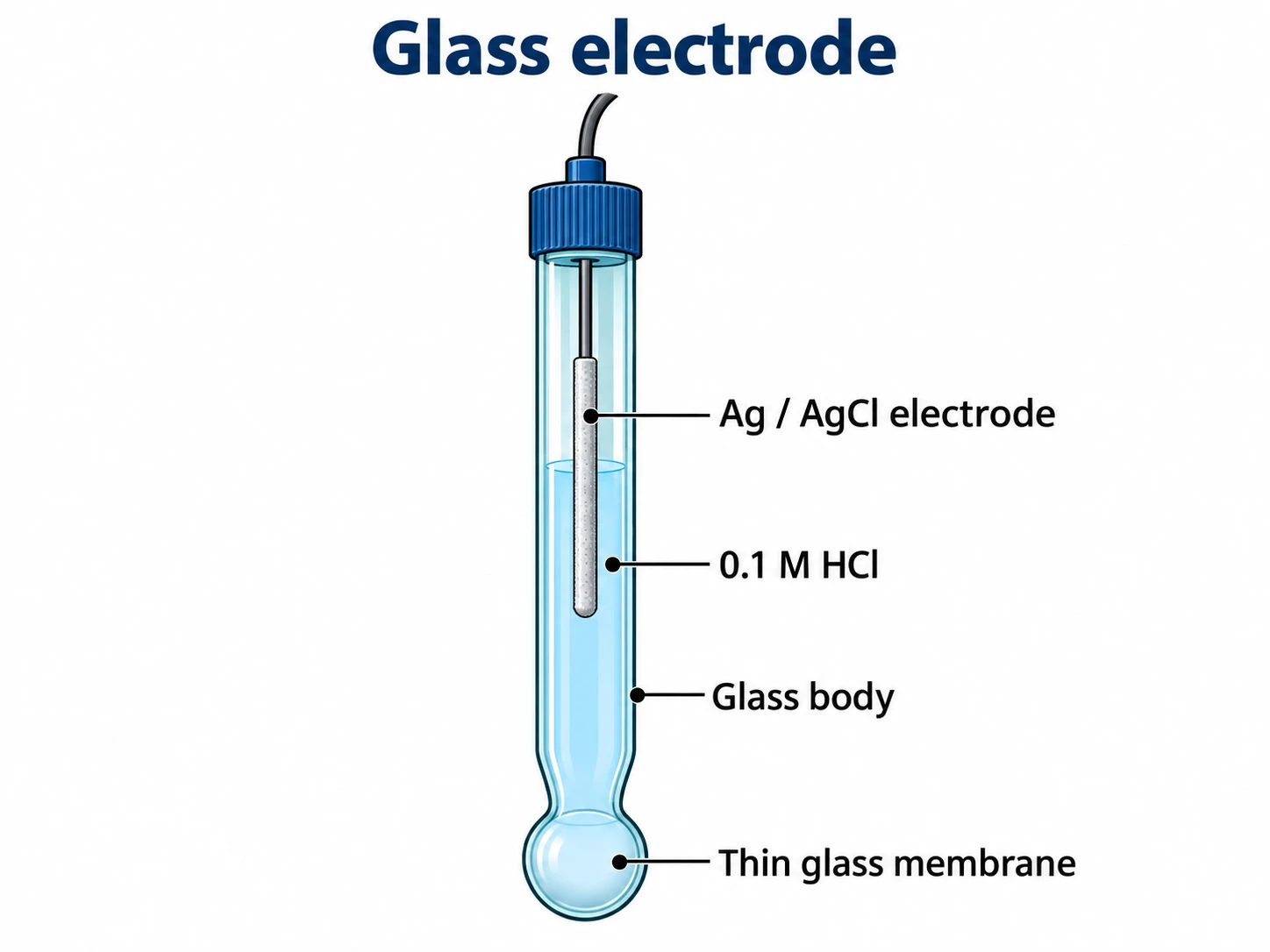 Glass electrode cross-section showing the Ag/AgCl electrode, internal HCl solution, and complete thin glass bulb